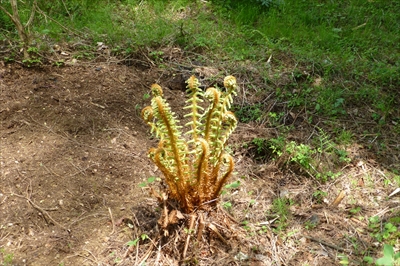 P1060525_R.JPG