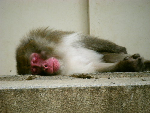 帰ってきたベンツ (11).JPG