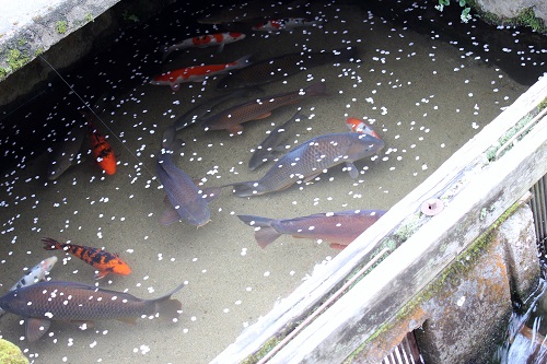 日本の音風景百選 (3).JPG