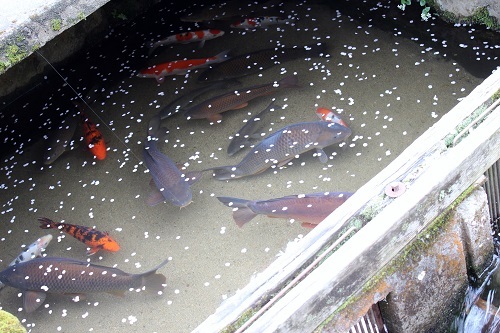 日本の音風景百選 (3).JPG