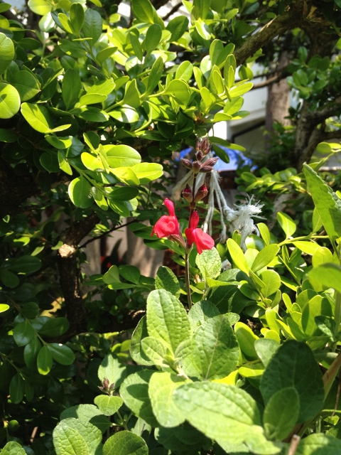 IMG_7012 (480x640).jpg