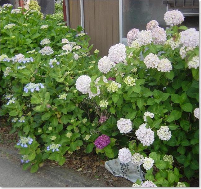 39アジサイたち