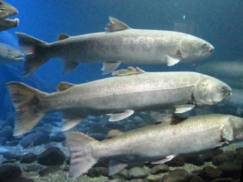 魚 しろうと自然科学者の自然観察日記 楽天ブログ