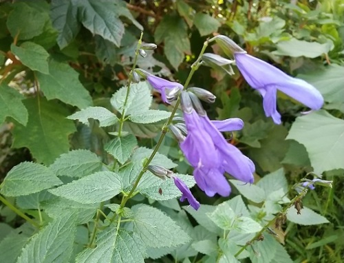 秋の紫の花たちがそろいました V ネコ様とガーデニング 楽天ブログ