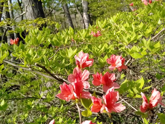 250505tsutsuji.jpg