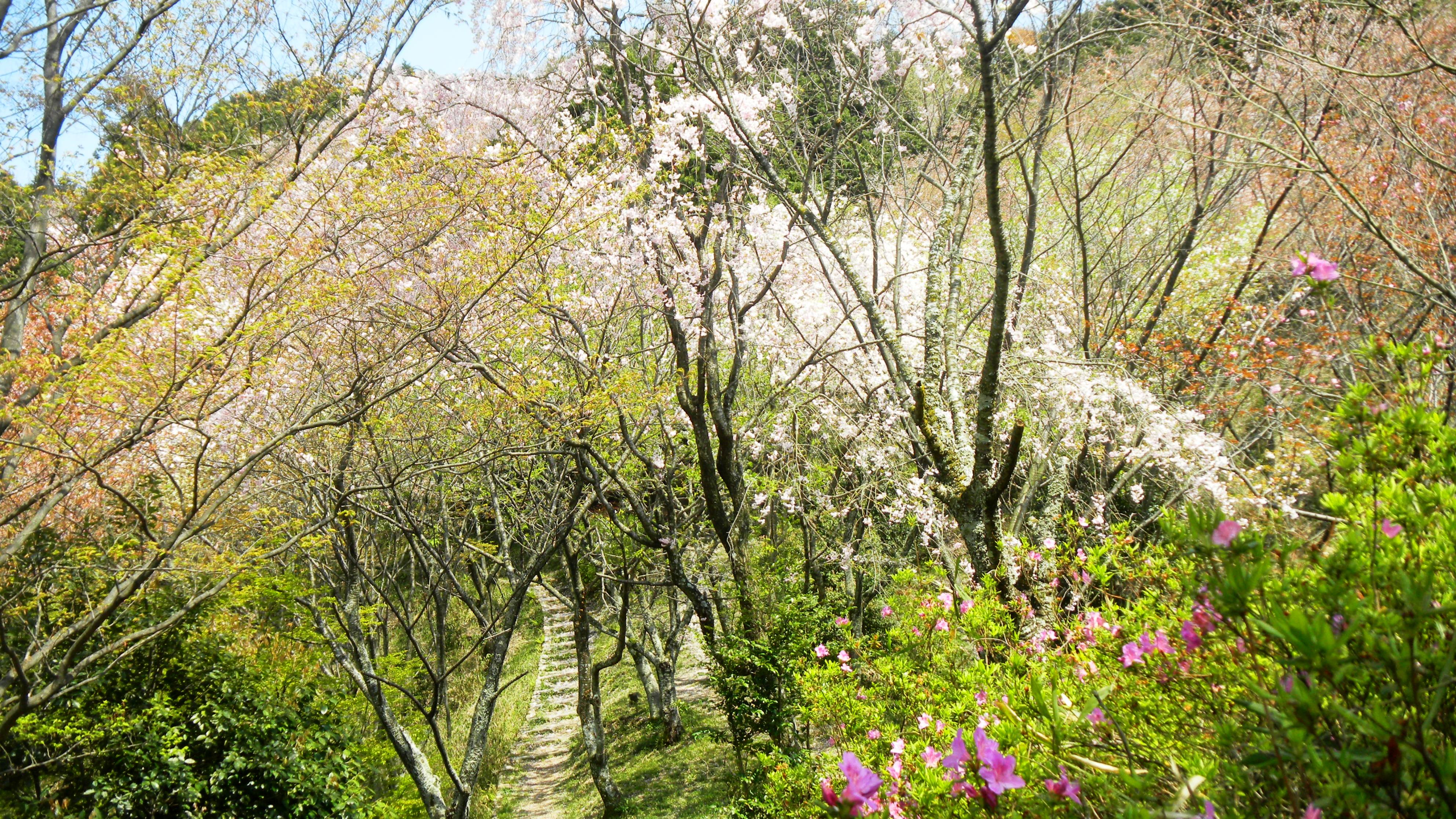 弘川寺・桜 (2).JPG
