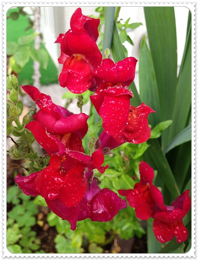 紅色金魚草_2015-06-18_08-06-05.JPG