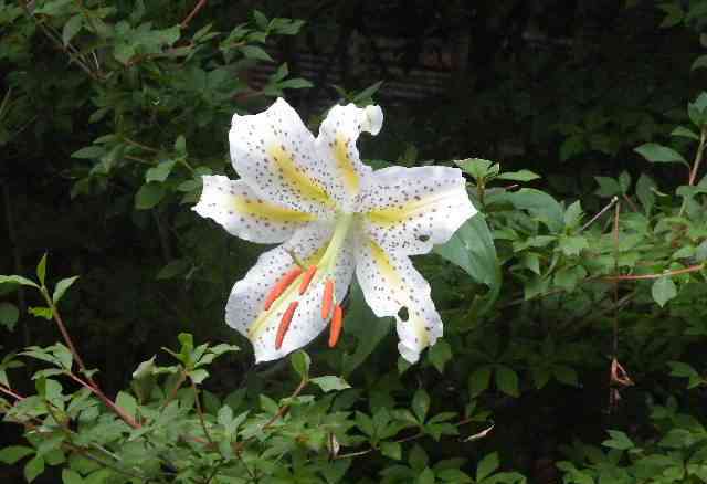 DSCF4242.JPG