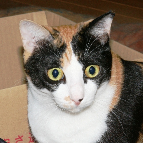 家族紹介用画像フォルダ