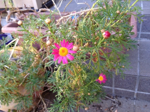 IMG_2585 (640x480).jpg