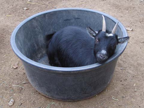 074_goat.480×360