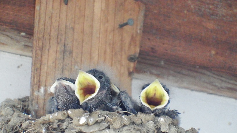 DSCF9098.JPG