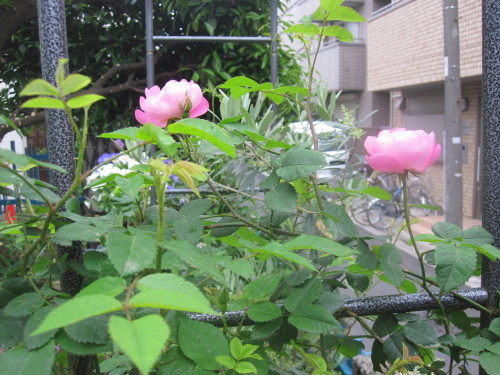 2013-5-11ガーデン薔薇７.JPG