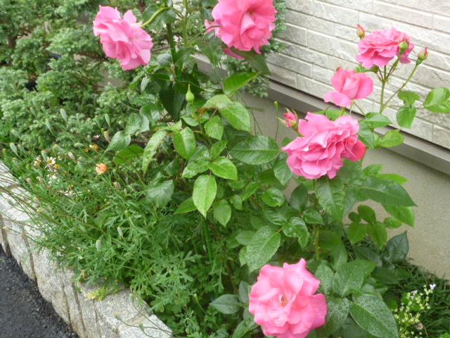 P1070559.JPG