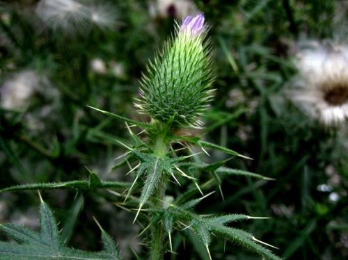 アメリカオニアザミの花 外来生物法で 要注意外来生物 に指定されています しろうと自然科学者の自然観察日記 楽天ブログ