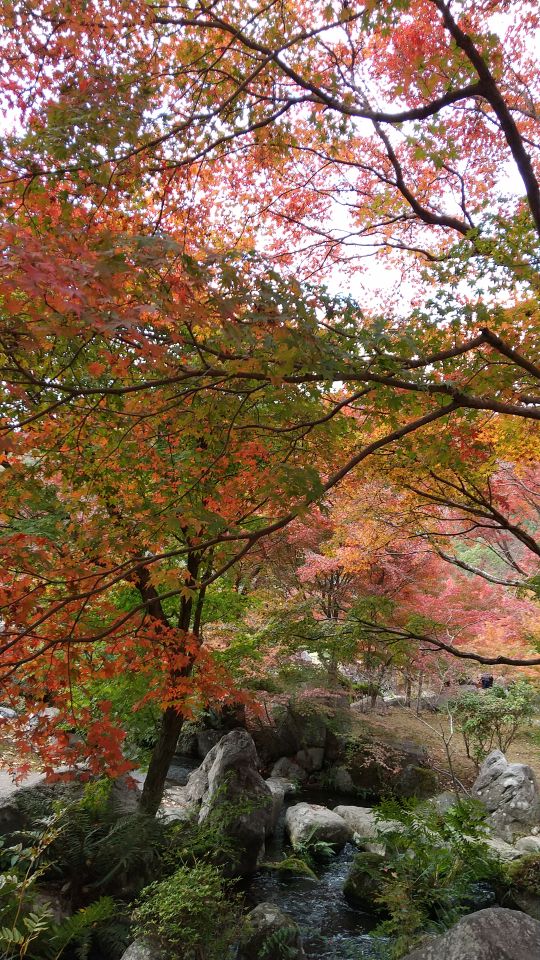 中津ダム渓石園 (6).jpg