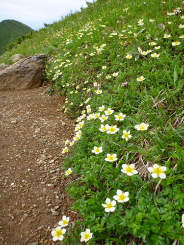 笠ケ岳の花201307092.jpg