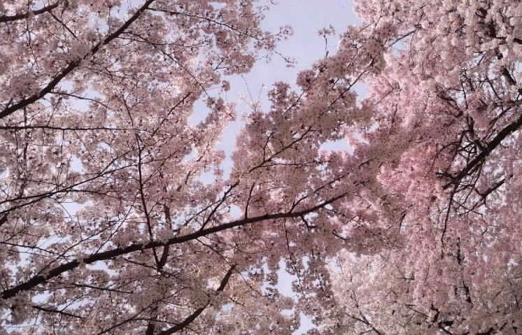 青空バックの満開桜2014(V.2014_04_04__01_19_17).jpg
