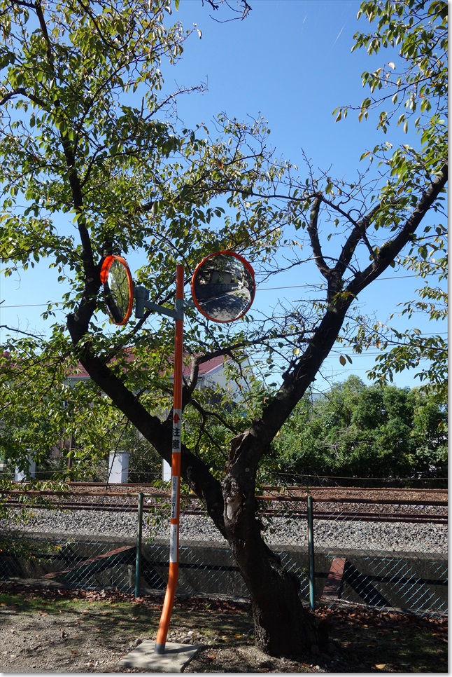 41カーブミラーと木