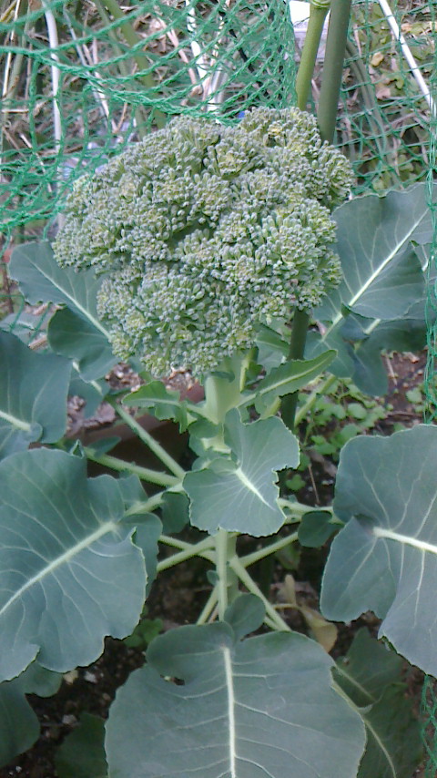 NEC_0151.JPG