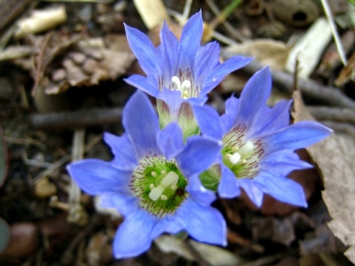 フデリンドウの青紫の小さな花 フデリンドウの名は 花の閉じた形が筆の穂先に似ていることから名づけられました しろうと自然科学者の自然観察日記 楽天ブログ