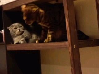 棚でにらみ合う猫