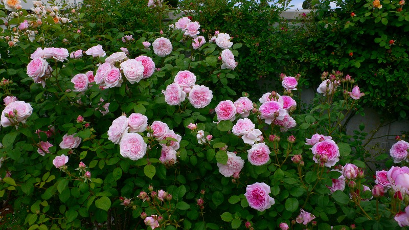 去年のバラたち5.jpg