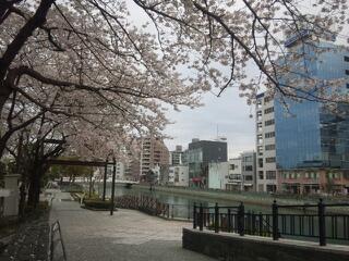 新町川水際公園の桜