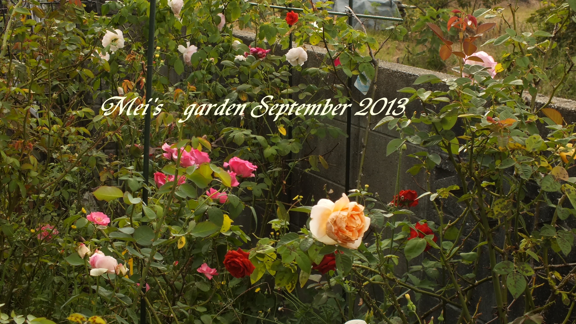 DSCF0350.JPG