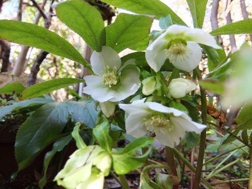 DSCF6052 (800x600).jpg