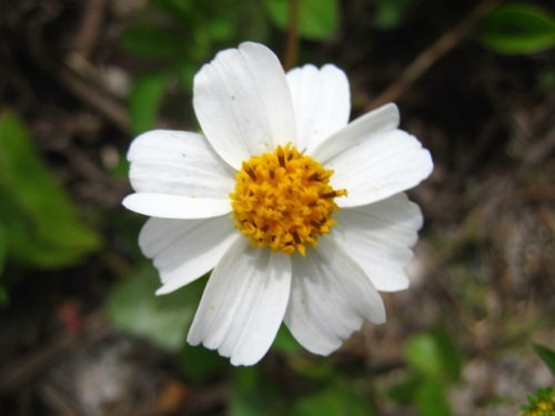 白く大きい舌状花が特徴のハイアワユキセンダングサの花 自然観察の振返り 15 キク科センダングサ属の植物 第5回 しろうと自然科学者の自然観察日記 楽天ブログ