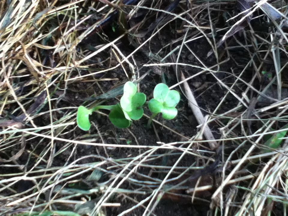 大根の芽が出てきましたよ♪