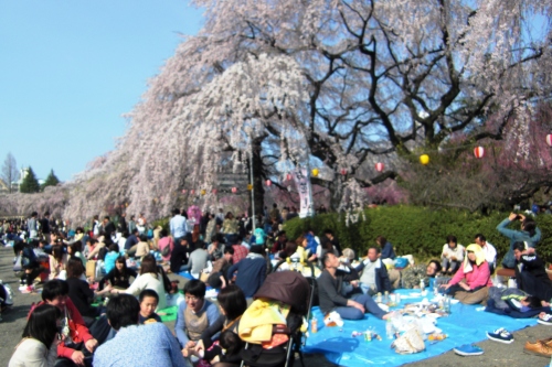 2015榴ヶ岡桜祭り (7).JPG