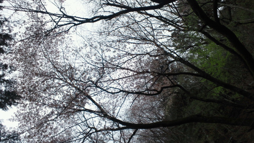 NEC_0047.JPG
