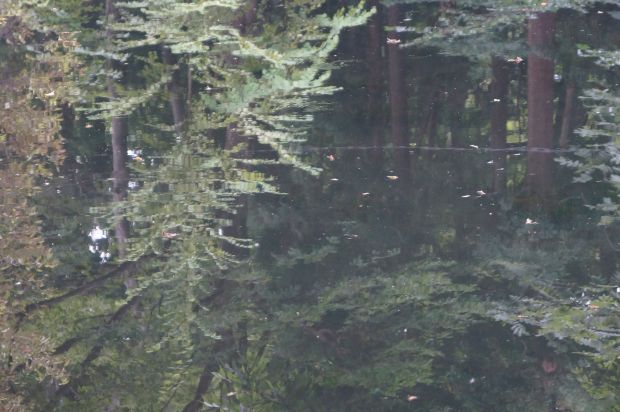 _DSC3084.JPG