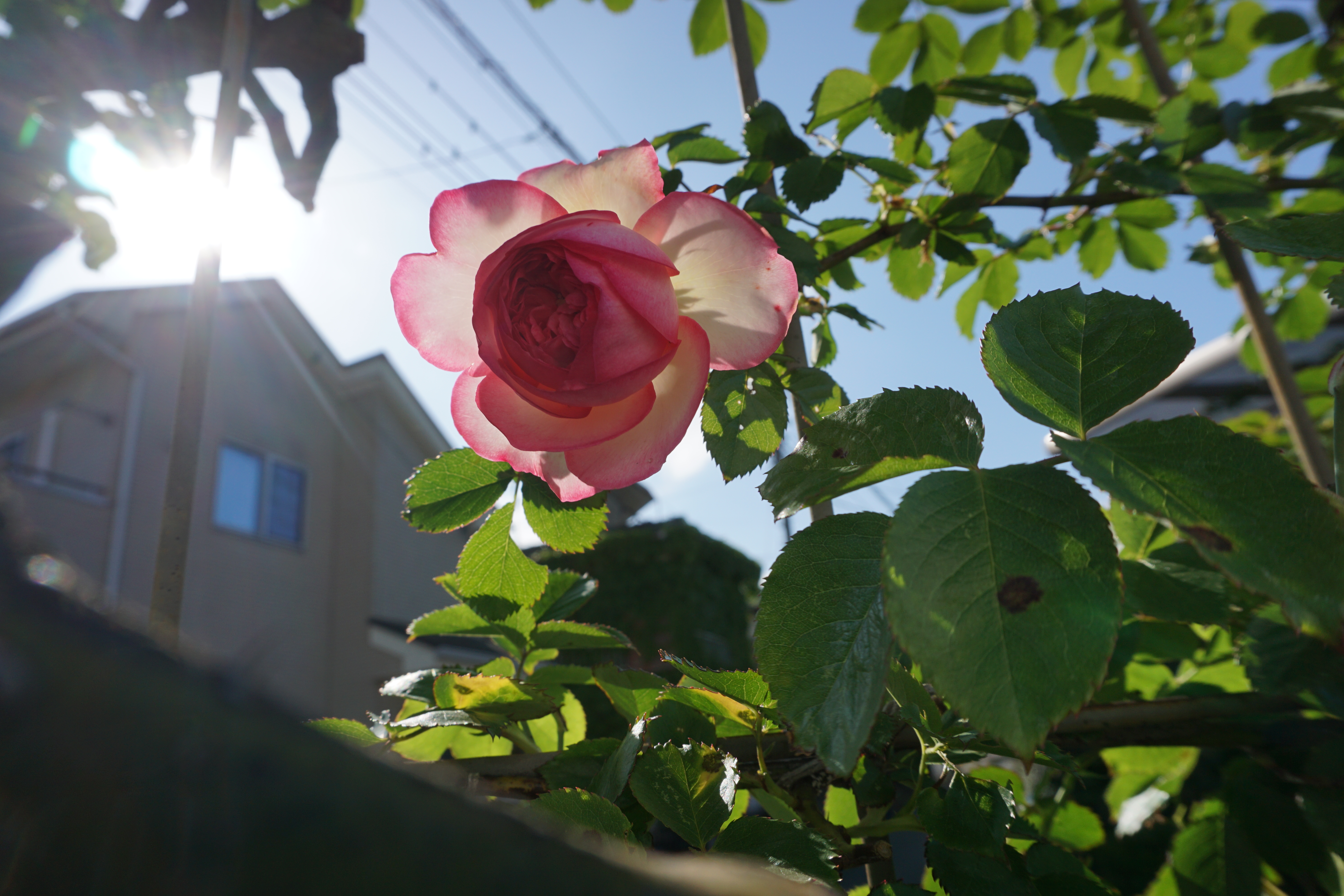 2023年4月4-4.JPG