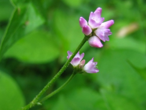 ママコノシリヌグイの花 夏 7月下旬 の高尾山での自然観察 その8 しろうと自然科学者の自然観察日記 楽天ブログ