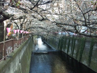 2015年3月26日　目黒川の桜