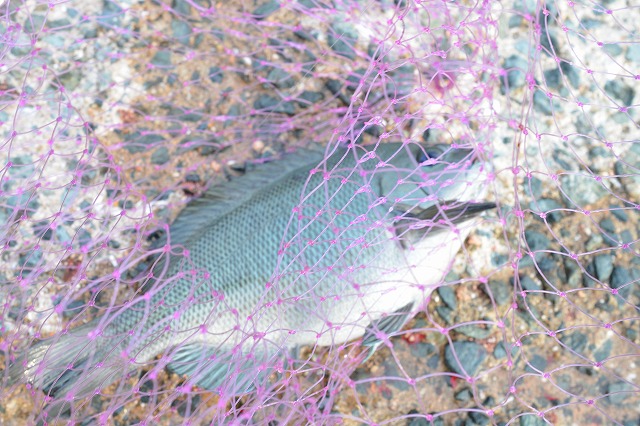 showPhoto (640×426)