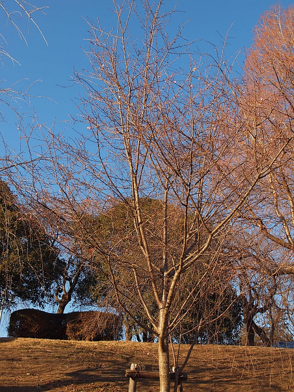 1.30榴岡の桜7.jpg