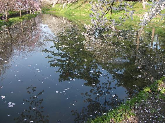 C:\fakepath\130509池に咲く花.jpg