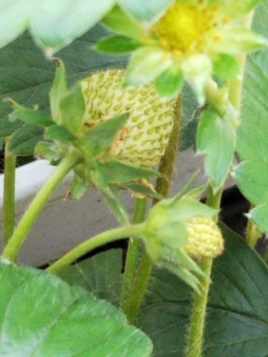 まだ青い大小苺2018