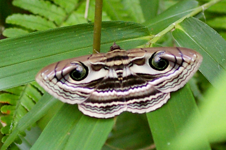 ハグルマトモエ