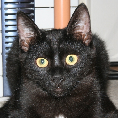 家族紹介用画像フォルダ