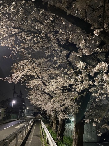 梅が園の桜 (2).jpg