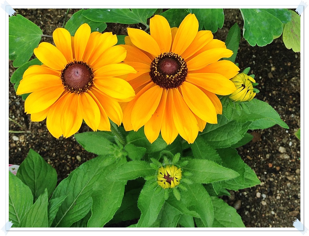 iPhone_2015-06-25_07-58-33.JPG