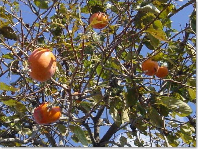 18青空に柿R.jpg