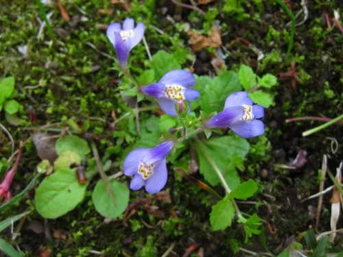 ムラサキサギゴケの花 昆虫が触れた時に上下2つに分かれている雌蕊柱頭を閉じ 花粉を逃さないようにして確実に受粉する仕組みがあるそうです しろうと自然科学者の自然観察日記 楽天ブログ