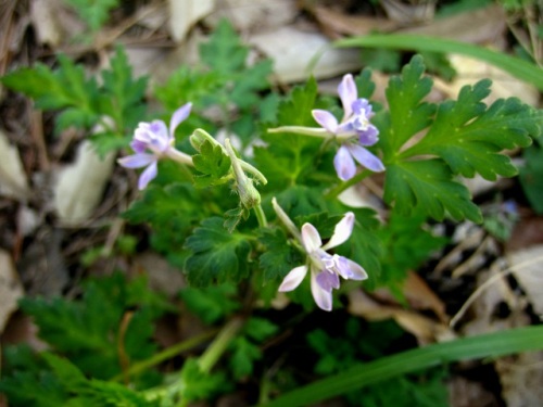 帰化植物のセリバヒエンソウの花 花の後に3つに分かれた袋状の実ができ 熟すと黒い種子を弾き飛ばして広がっていきます 昭和記念公園での自然観察 その5 しろうと自然科学者の自然観察日記 楽天ブログ