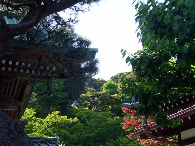 長谷寺 (2).JPG